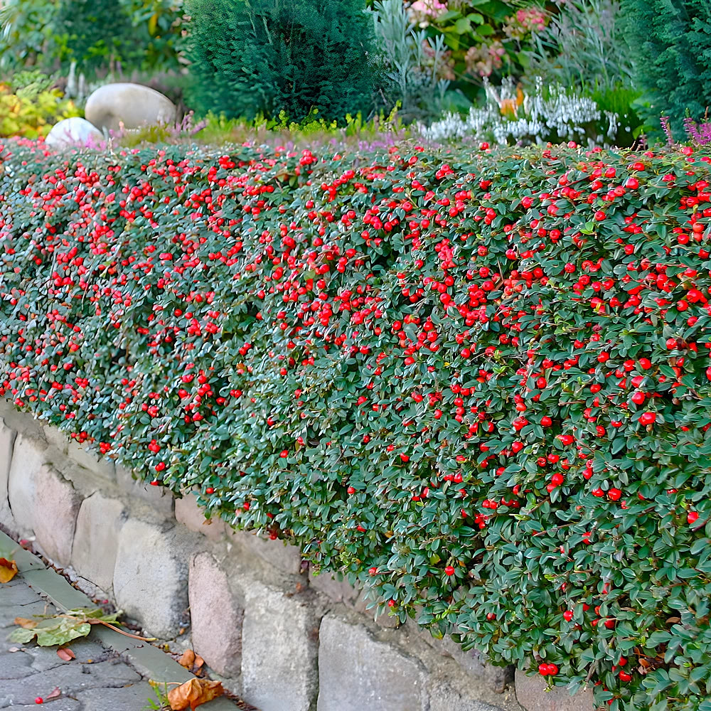 Cotoneaster Skogholm, Cotoneaster Suecicus Skogholm