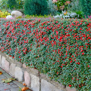 Cotoneaster Skogholm, Cotoneaster Suecicus Skogholm