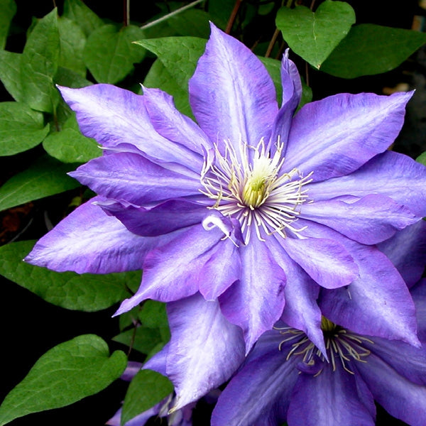 Clematita Daniel Deronda, Clematis