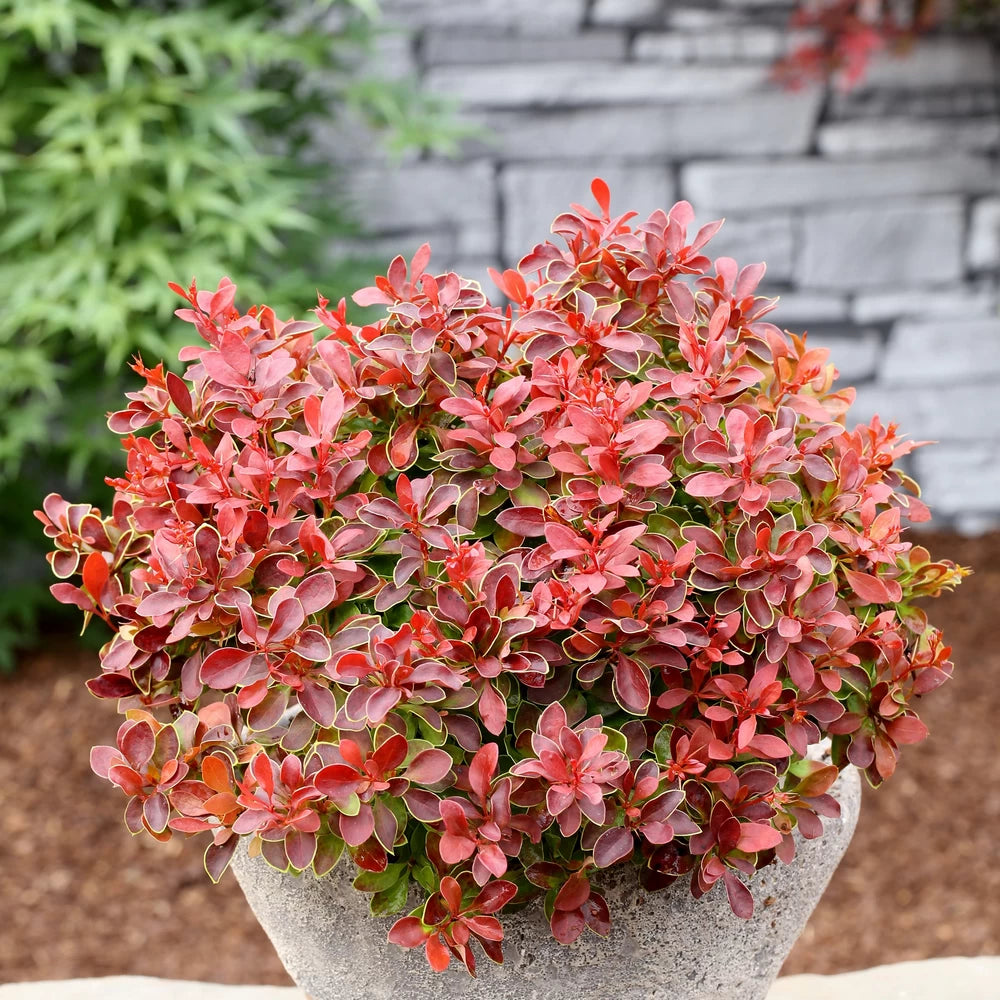 Dracila Admiration, Berberis Thunbergii