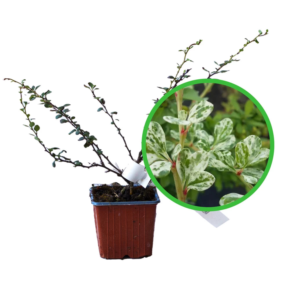 Dracila Argintie, Berberis Thunbergii Silver Beauty