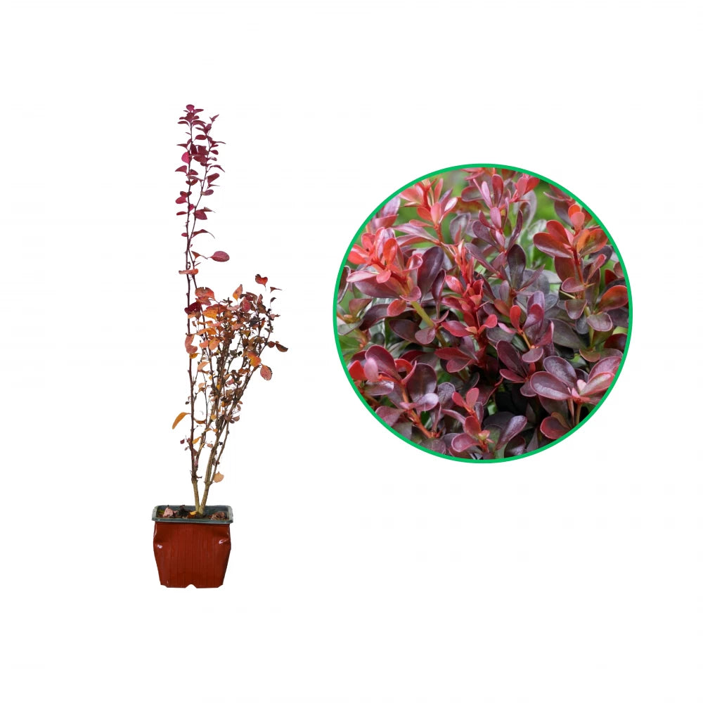 Dracila, Berberis Thunbergii Atropurpurea