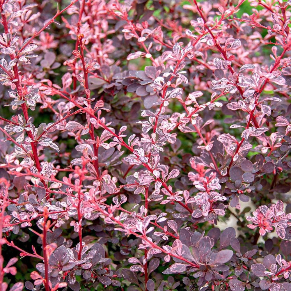 Dracila, Berberis Thunbergii Harlequin