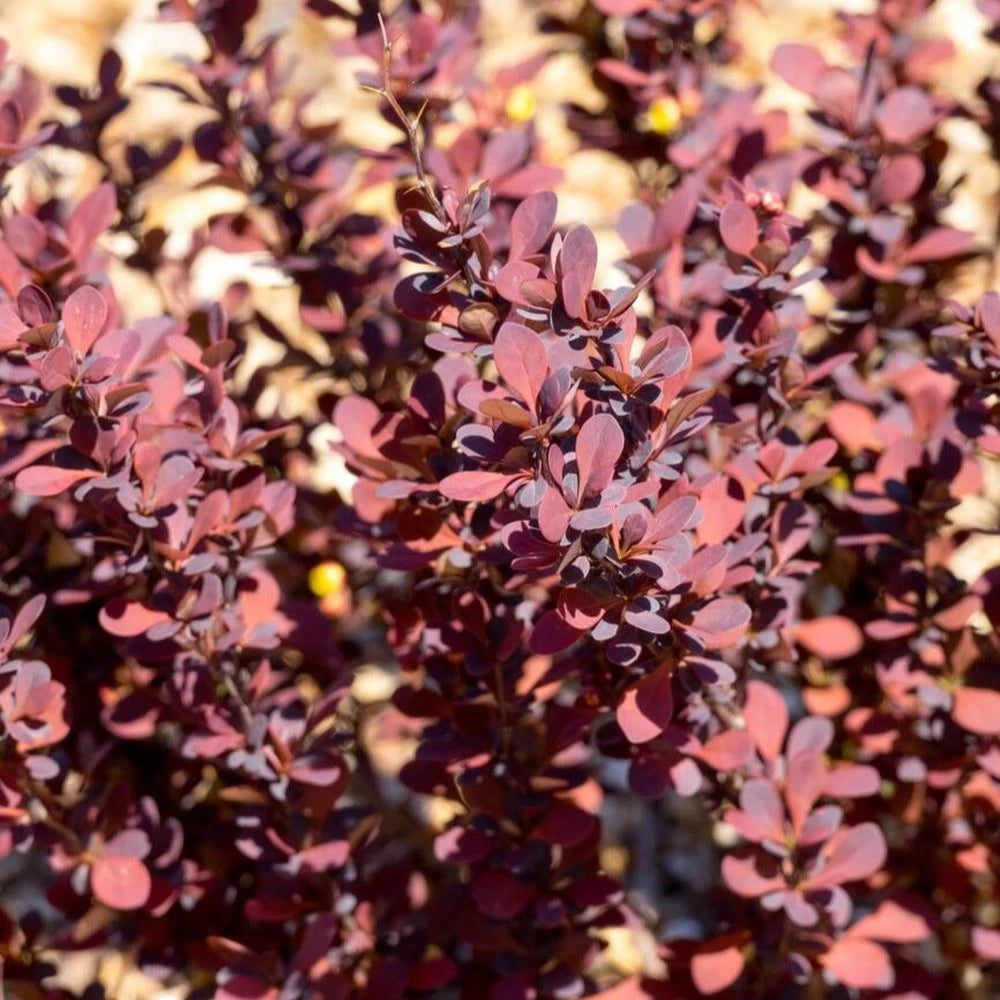 Dracila Chocolate Summer, Berberis Thunbergii
