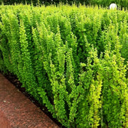 Dracila Erecta, Berberis Thunbergii