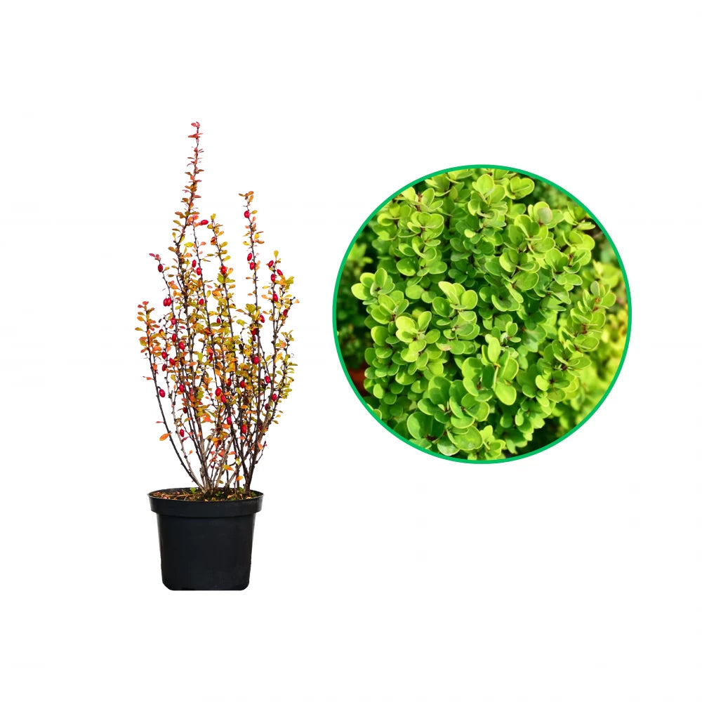 Dracila Erecta, Berberis Thunbergii