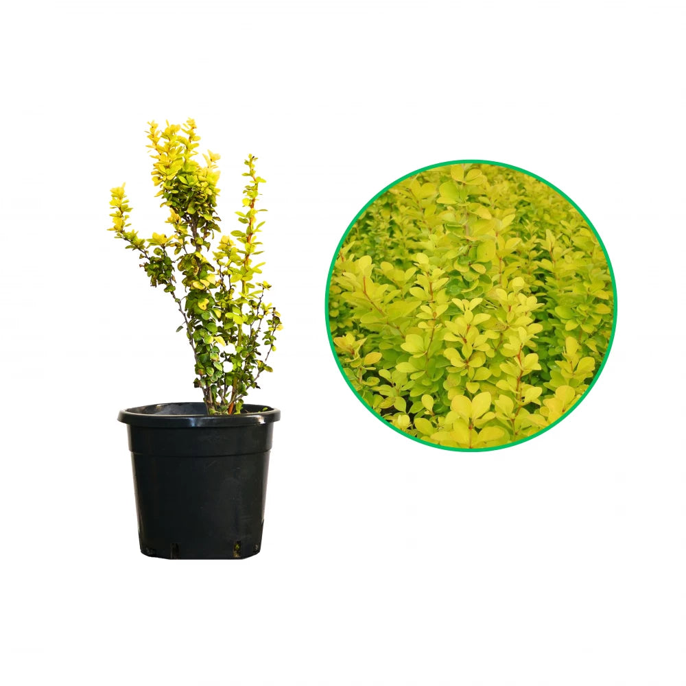 Dracila Galbena, Berberis Thunbergii Golden Torch