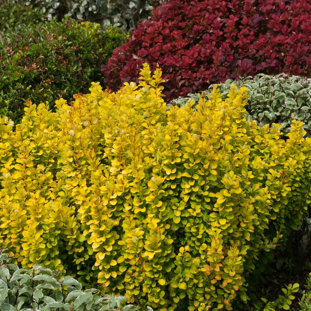 Dracila Golden Rocket, Berberis Thunbergii