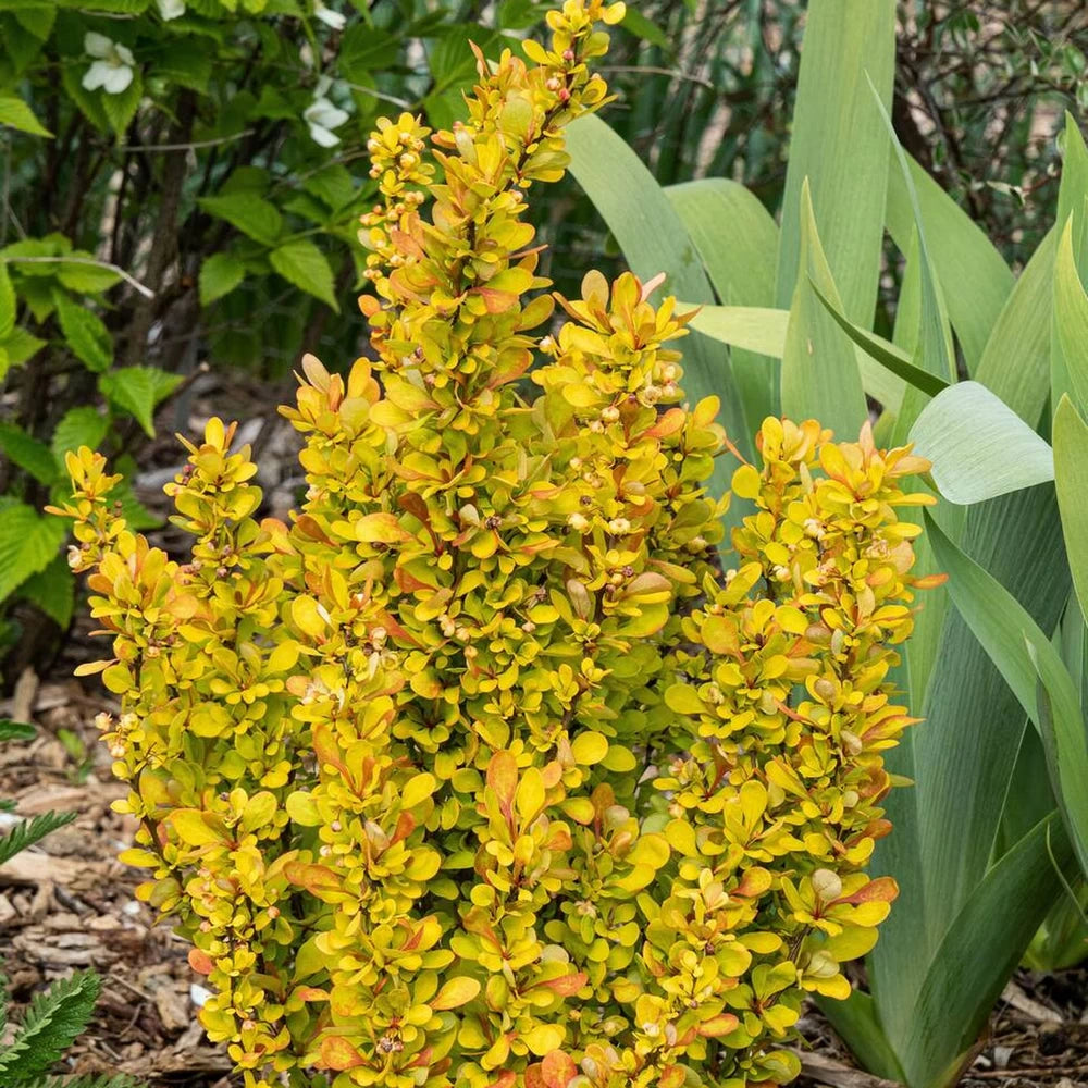 Dracila Golden Rocket, Berberis Thunbergii
