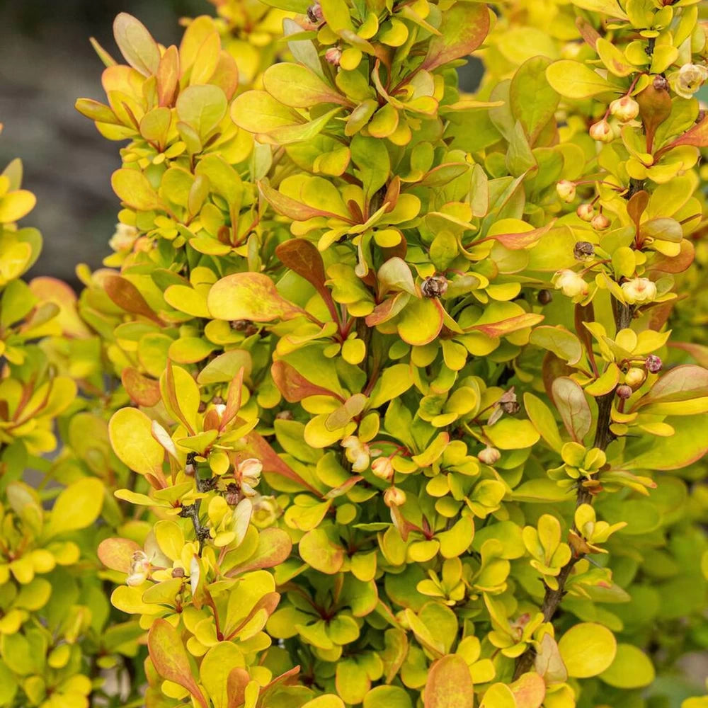 Dracila Golden Rocket, Berberis Thunbergii