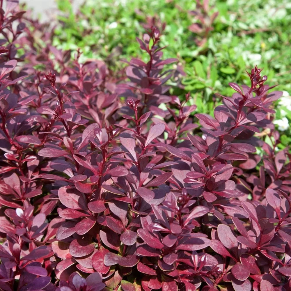 Dracila Red Chief, Berberis Thunbergii