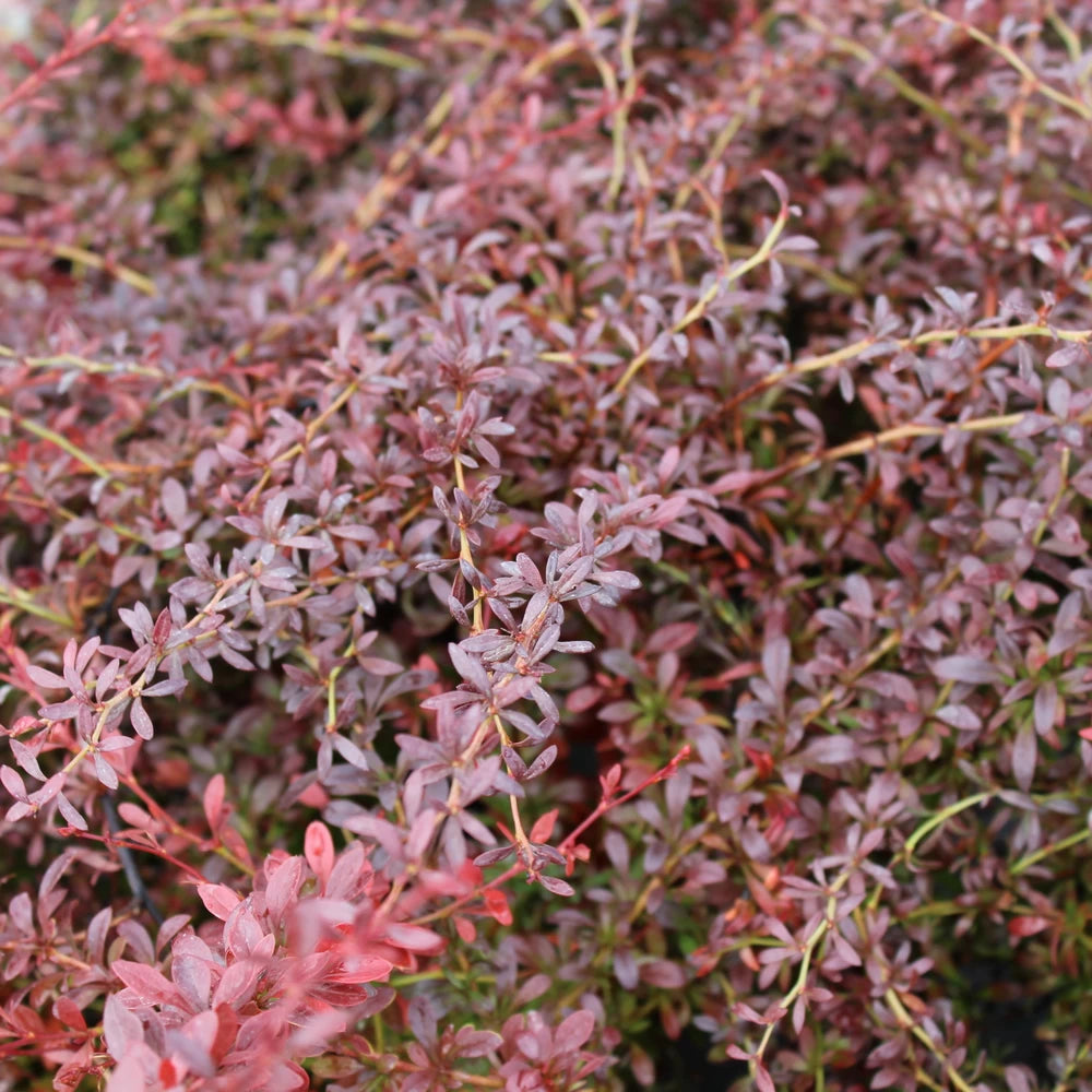 Dracila Red Dream, Berberis Thunbergii