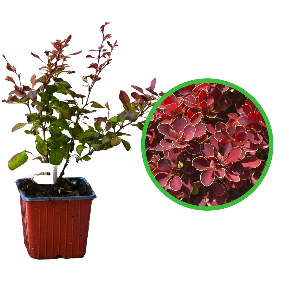 Dracila Ruby Star, Berberis Thunbergii Ruby Star