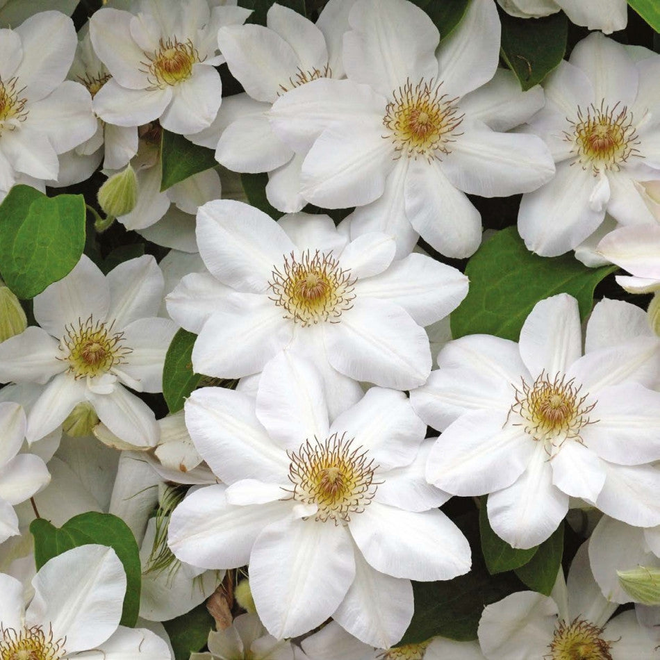 Clematita, Clematis Jerzy Popieluszko