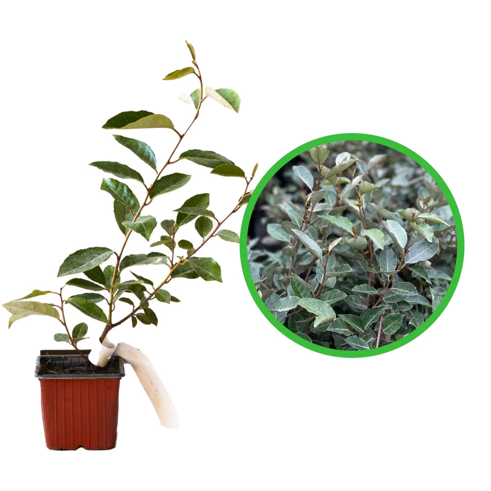 Salcioara, Elaeagnus Ebbingei