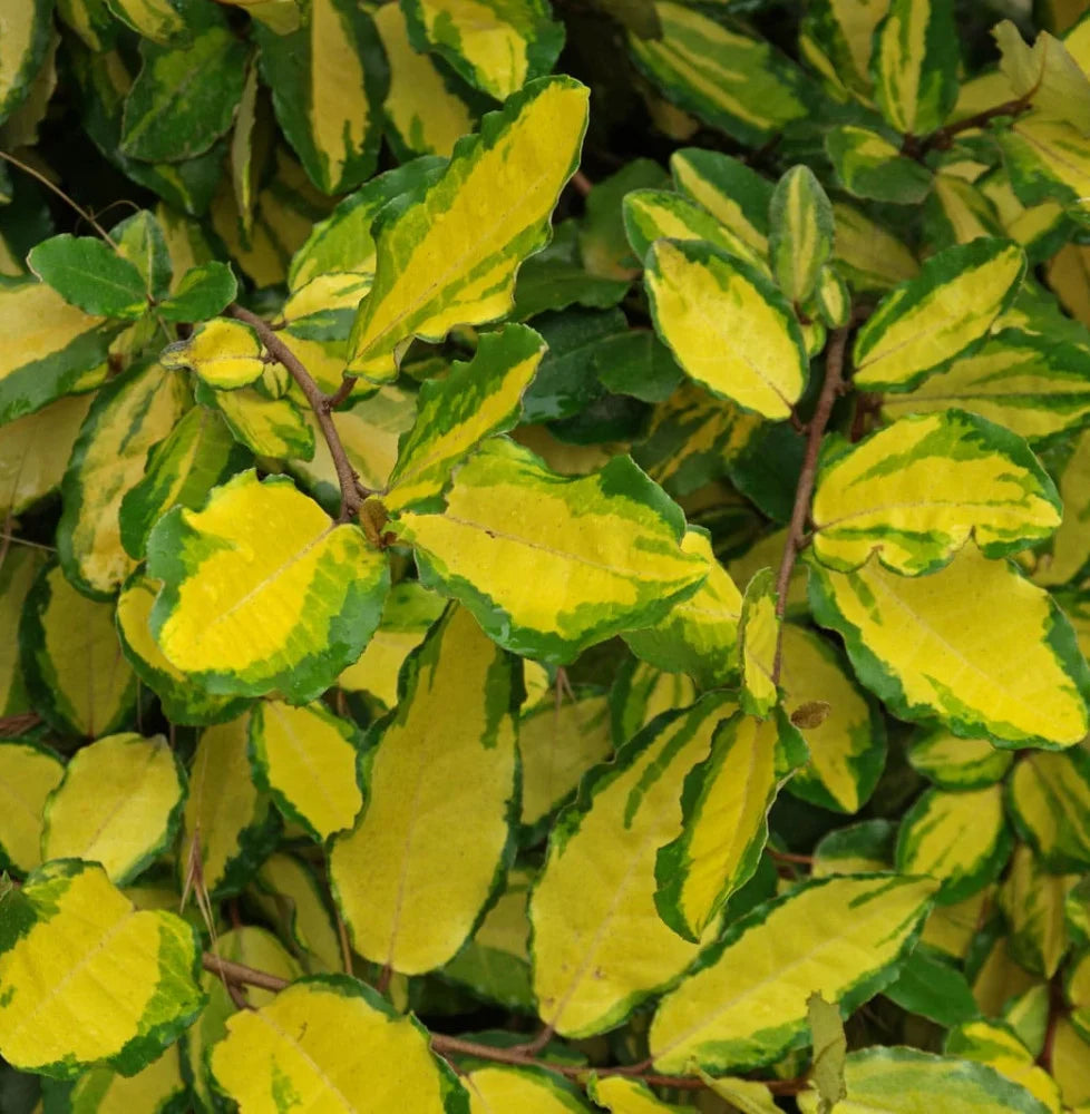 Salcioara, Elaeagnus Ebbingei Coastal Gold