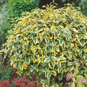 Salcioara, Elaeagnus Ebbingei Coastal Gold