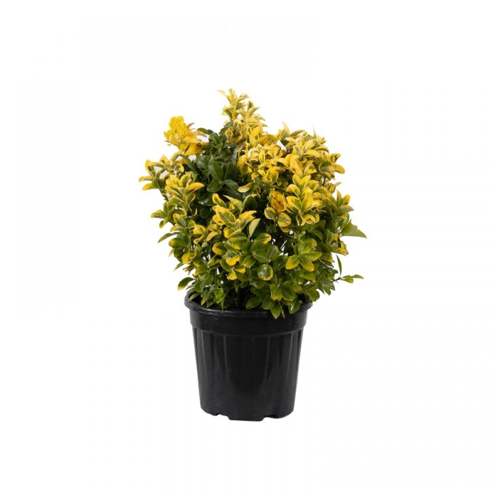 Salba Japoneza Galbena Glob, Euonymus Japonicus Aurea