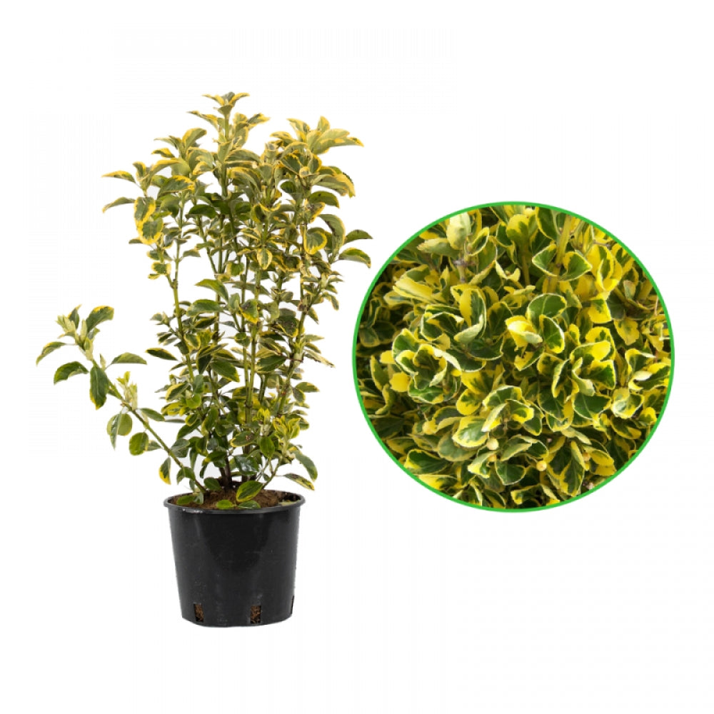 Salba Galbena, Euonymus Aurea Variegatum