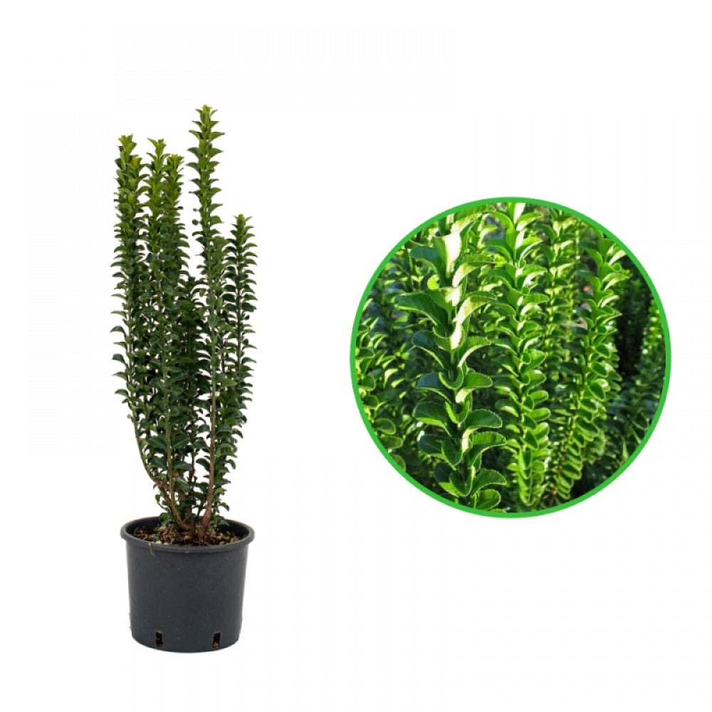 Salba Japoneza Benkomasaki, Euonymus Japonicus Benkomasaki