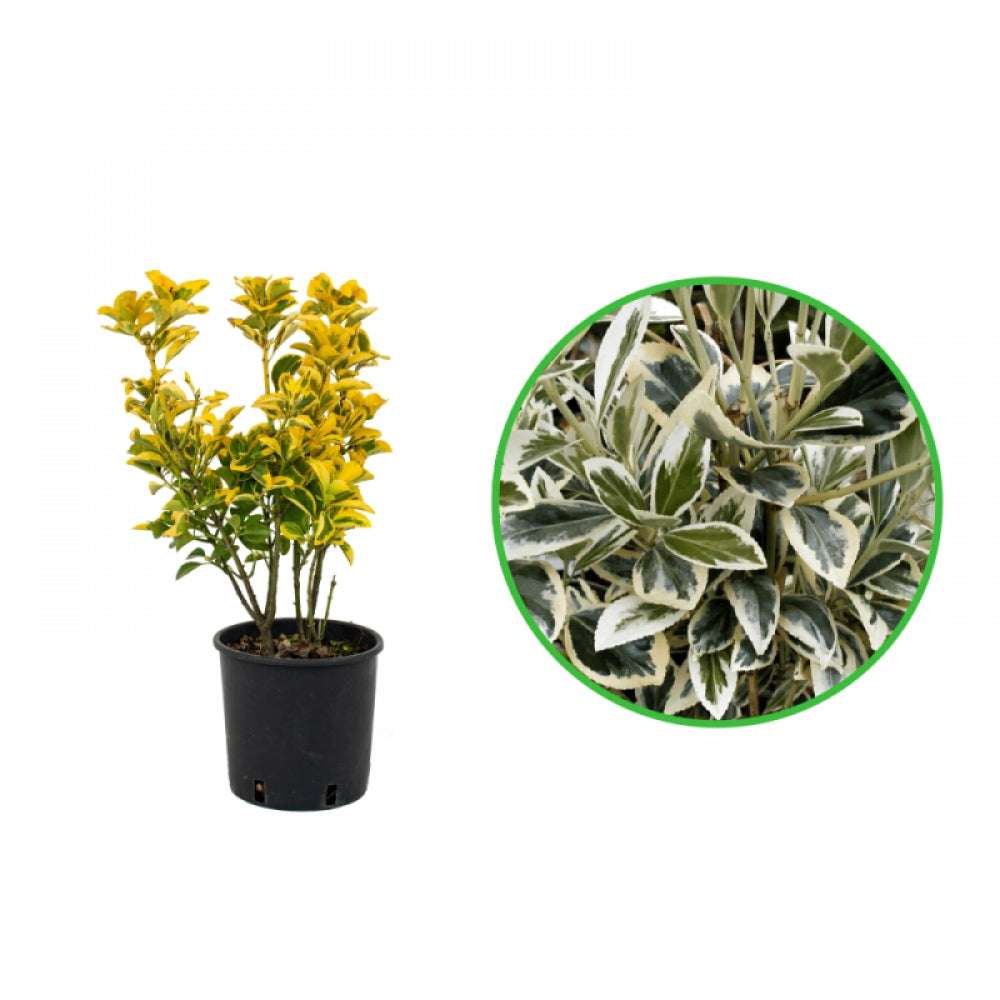 Salba Bicolora, Euonymus Japonicus Albomarginatus