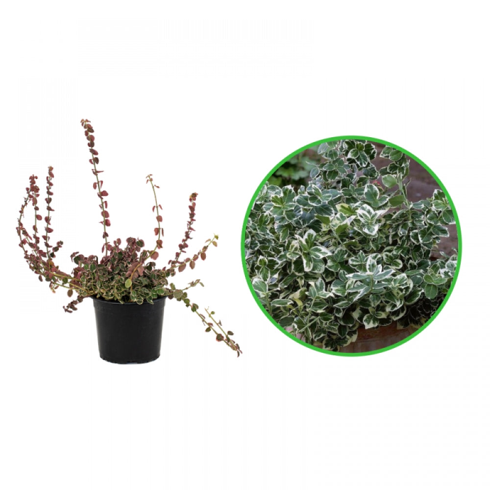 Salba Emerald Gaiety, Euonymus Fortunei Emerald Gaiety