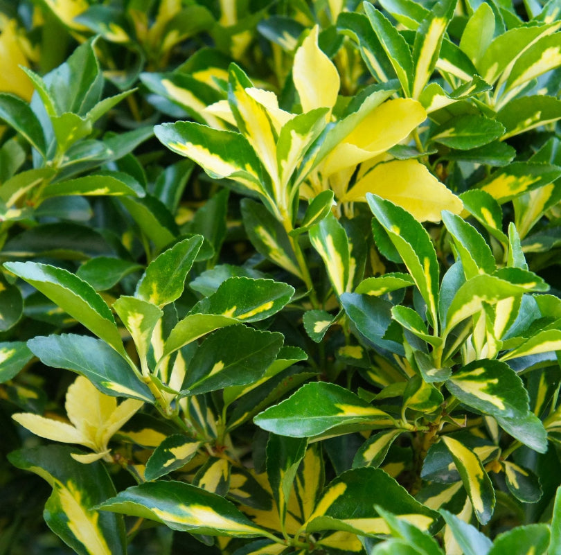 Salba Japoneaza Livornese Galbena, Euonymus Japonicus Aureopictus Livornese