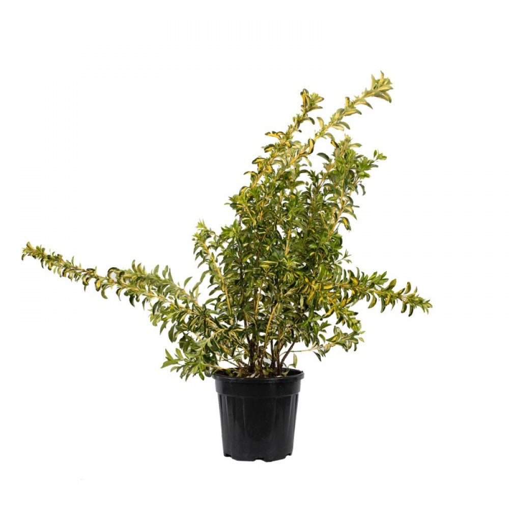 Salba Japoneaza Livornese Galbena, Euonymus Japonicus Aureopictus Livornese