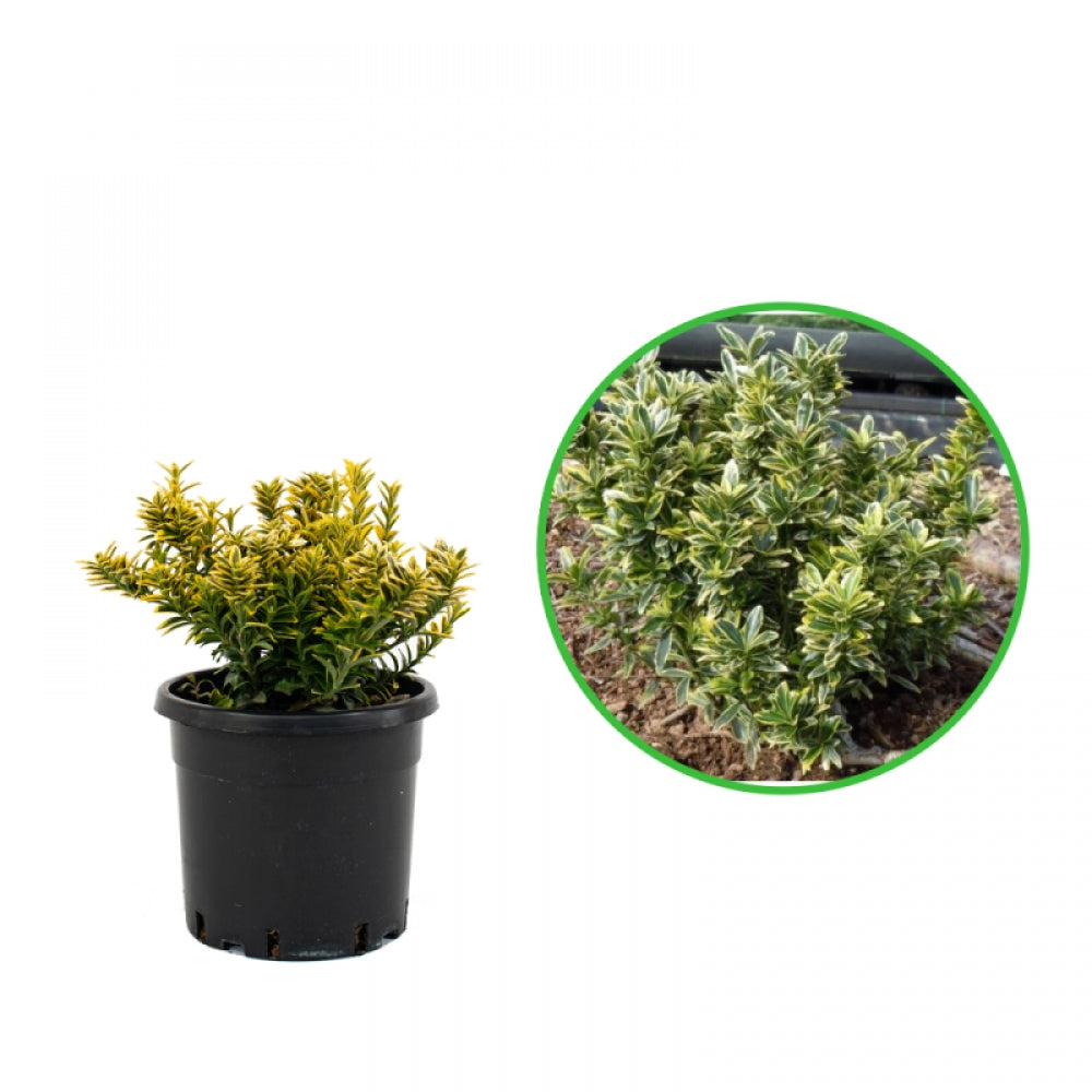 Salba Japoneza Verde, Euonymus Japonicus Microphyllus