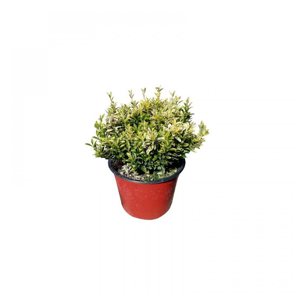 Salba Galbena, Euonymus Pulchellus Variegatus