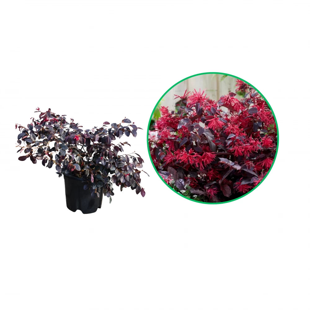 Floarea cu Franjuri Tufa, Loropetalum Chinensis Ever Red