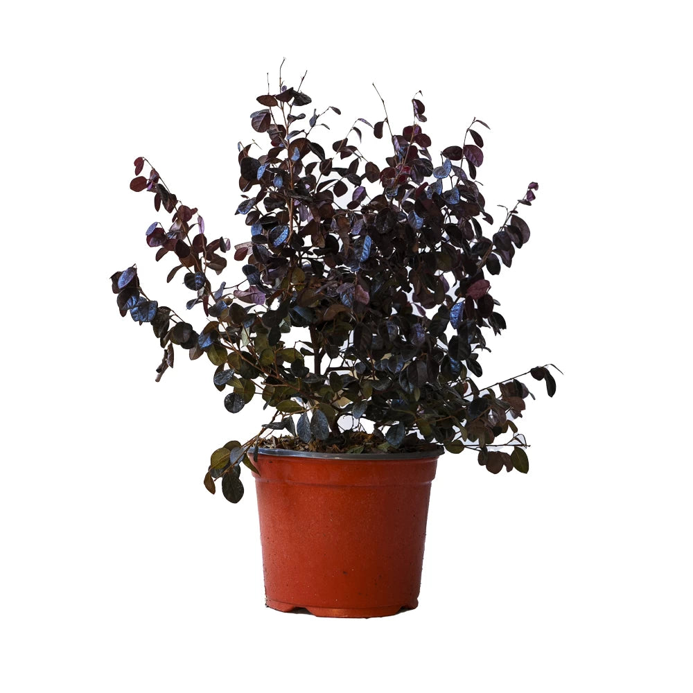 Floarea cu Franjuri Tufa, Loropetalum Chinensis Ever Red