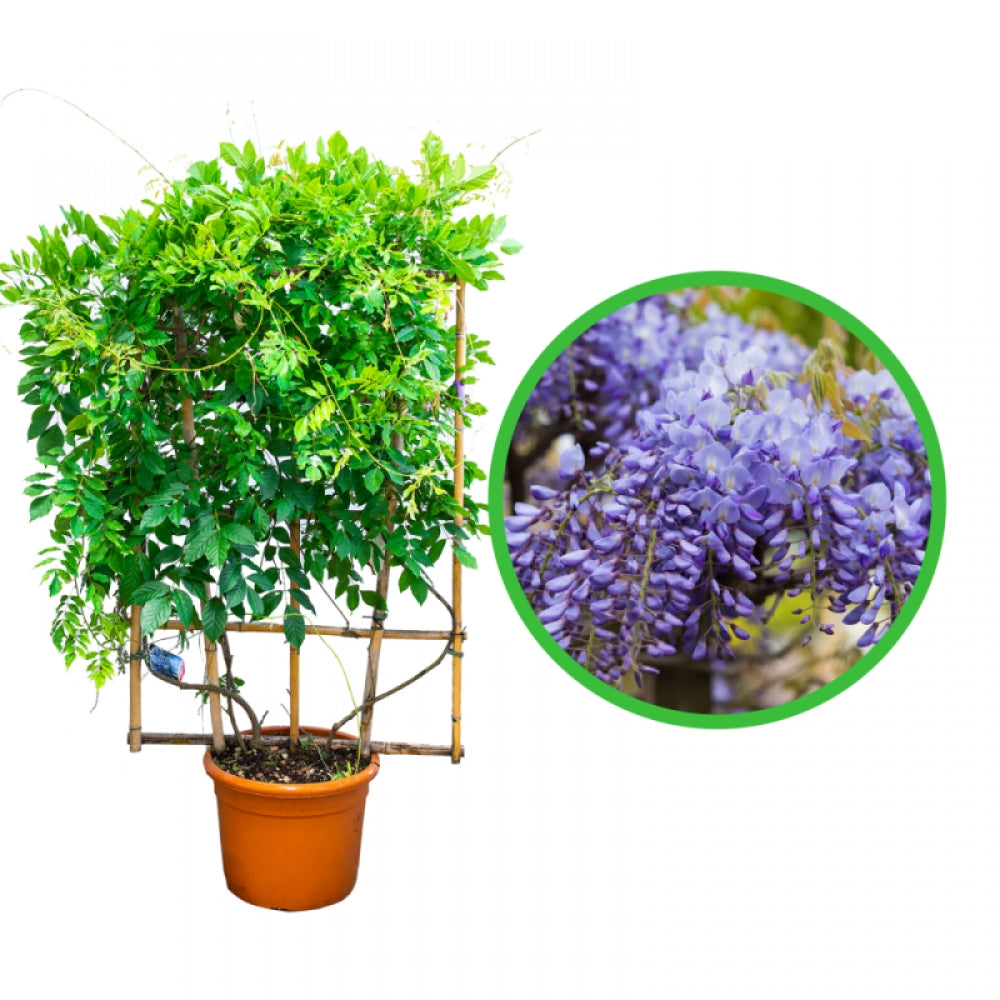 Glicina, Wisteria Sinensis Spaliera