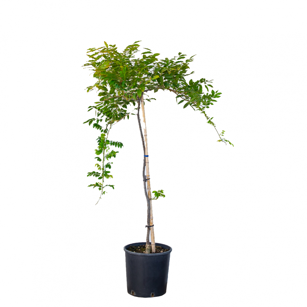 Glicina Pomisor Rosa, Wisteria Sinensis