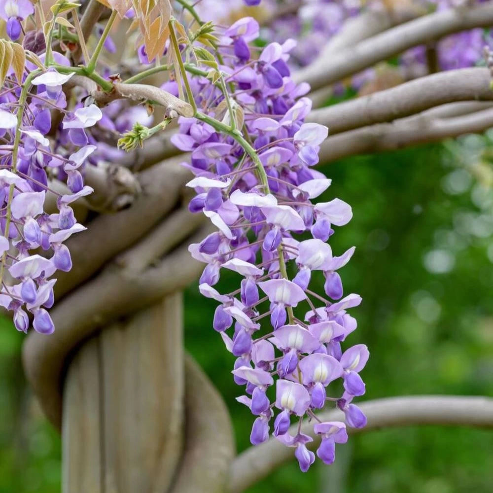 Glicina, Wisteria Brachybotris Golden King