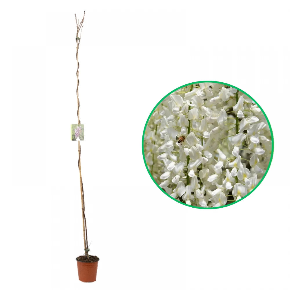 Glicina, Wisteria Brachybotrys Shiro Kapitan Fuji