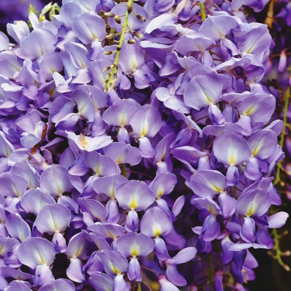 Glicina, Wisteria Floribunda Ito Koku Riu