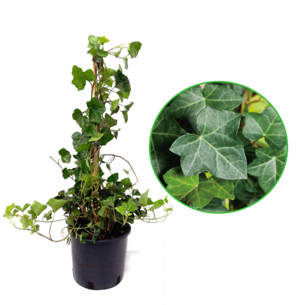 Iedera Atlantica, Hedera Hibernica