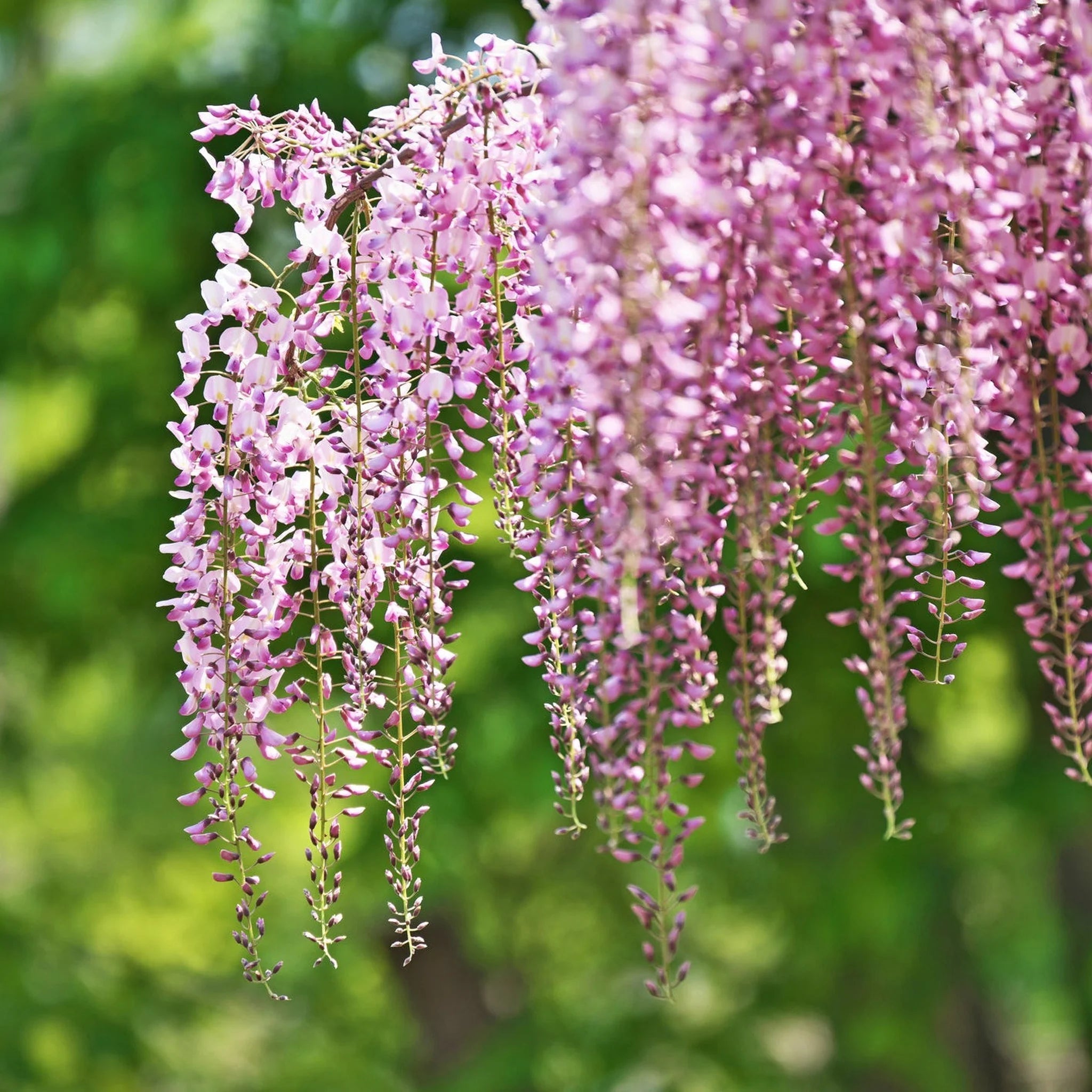 Glicina Pomisor Rosa, Wisteria Sinensis