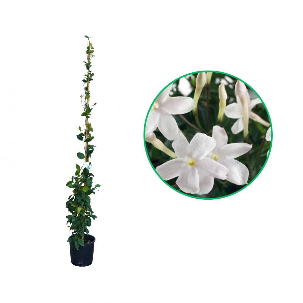 Iasomie Alba, Jasminum Officinale