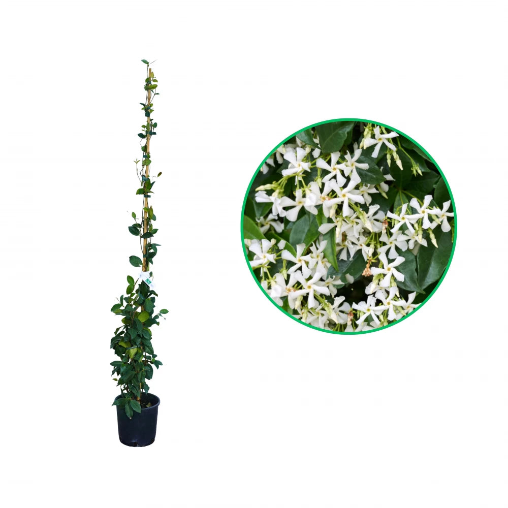 Iasomie Alba Stea, Trachelospermum Jasminoides