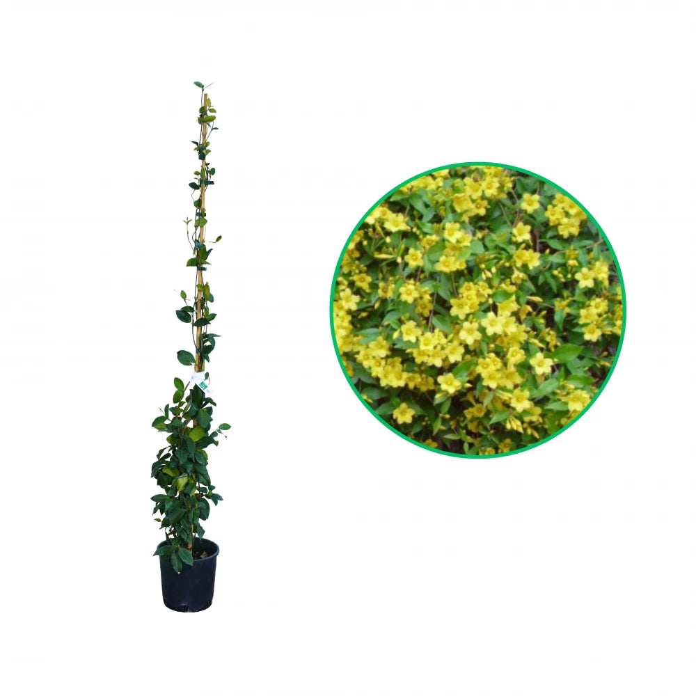 Iasomie Galbena, Gelsemium Sempervirens