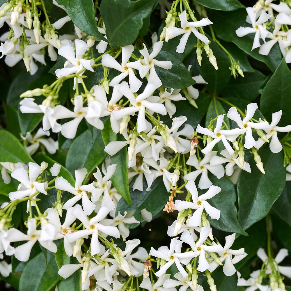 Iasomie Alba Stea, Trachelospermum Jasminoides