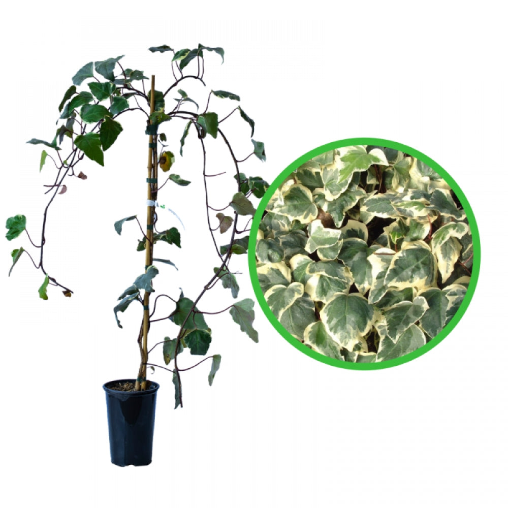 Iedera Algeriana, Hedera Algeriensis Gloire de Marengo