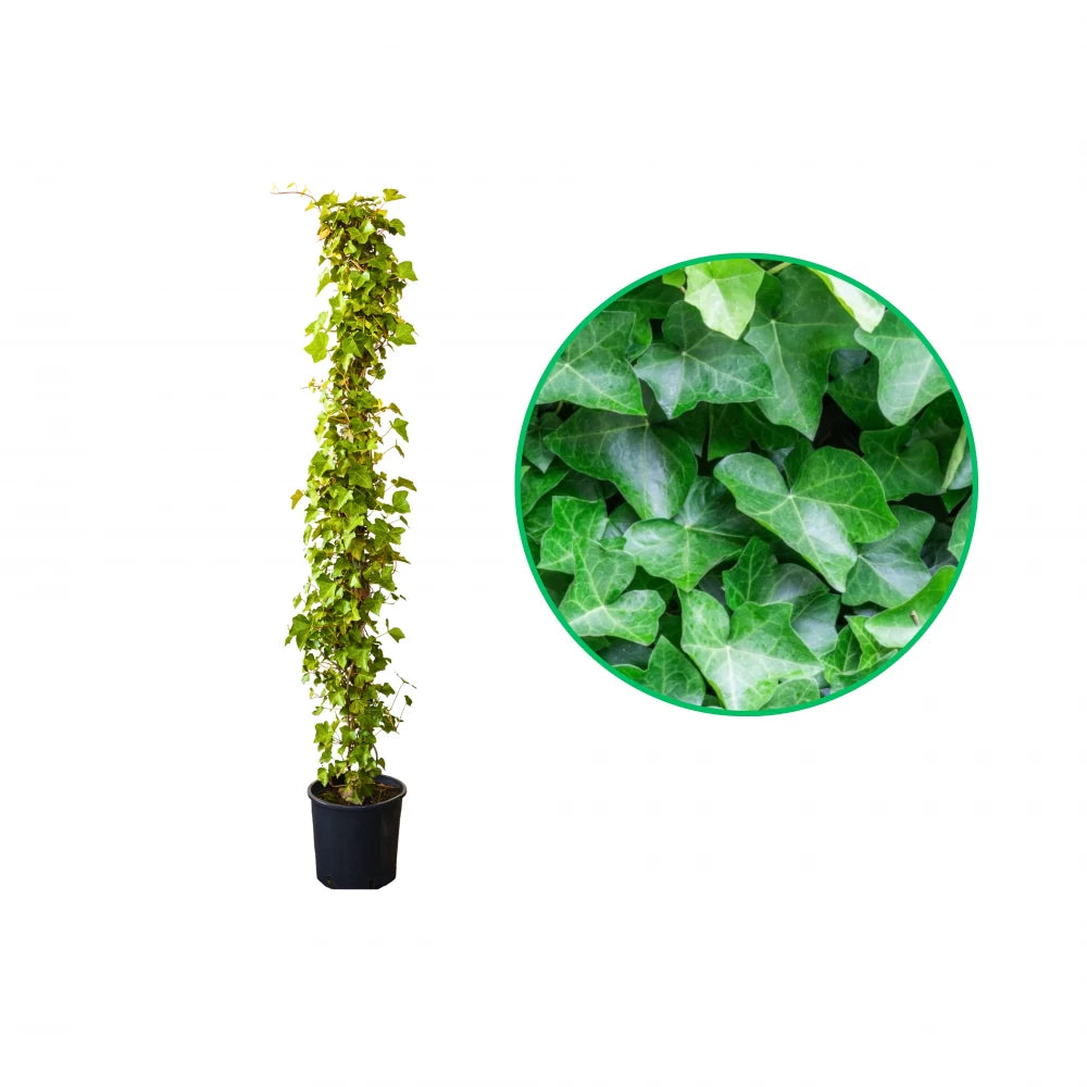 Iedera Atlantica, Hedera Hibernica