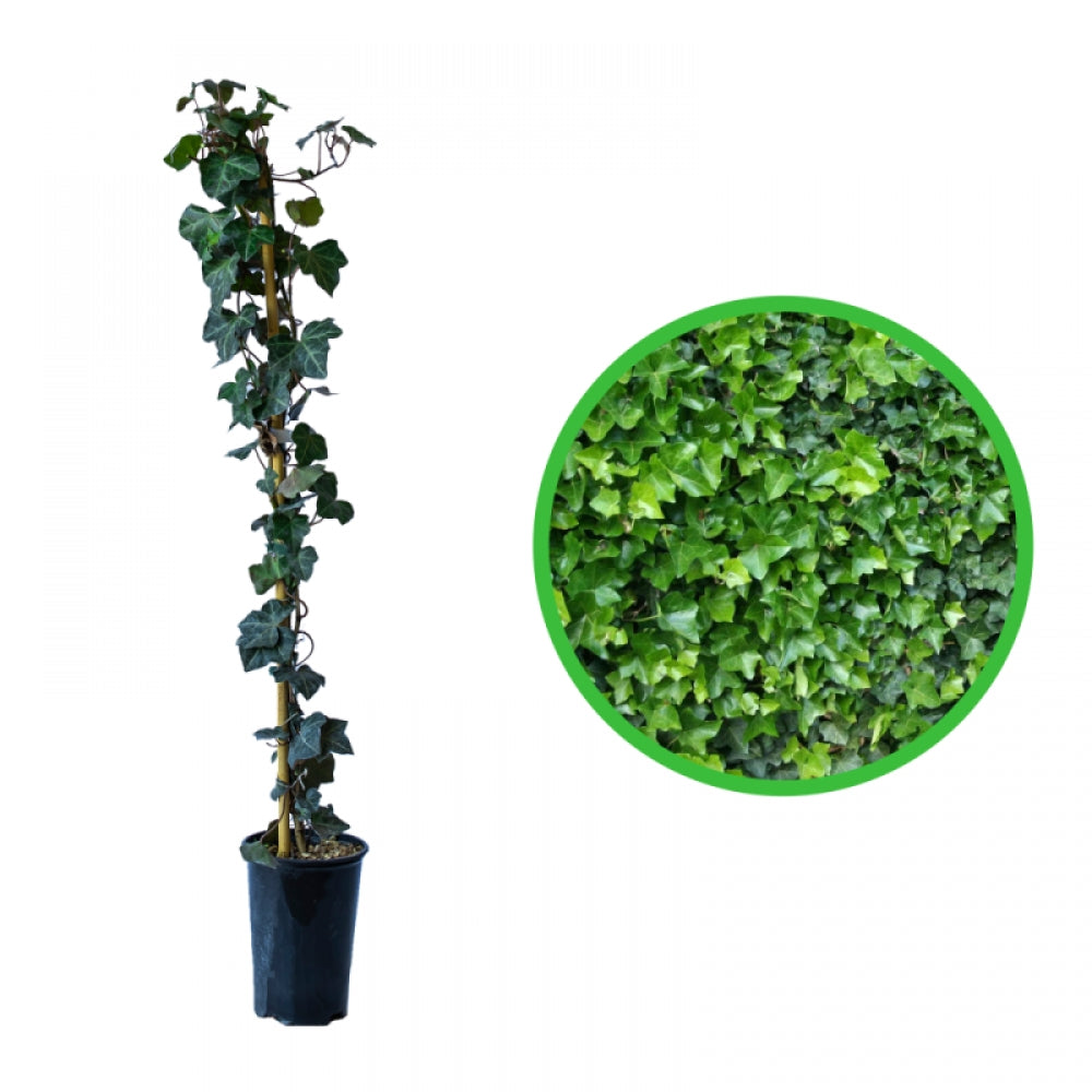 Iedera Atlantica, Hedera Hibernica