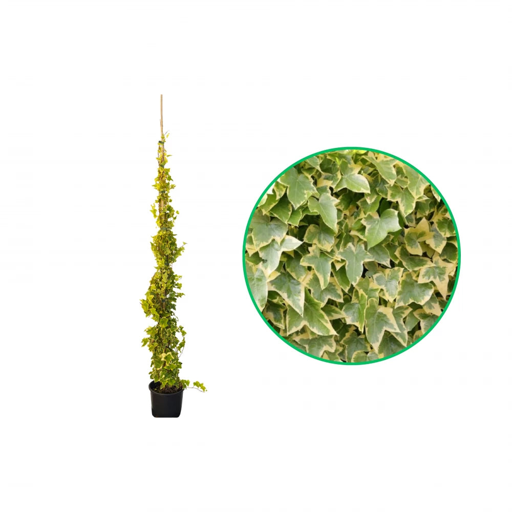 Iedera Aurie, Hedera Helix Goldchild