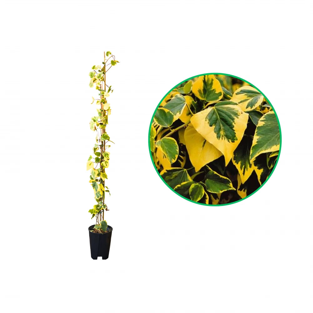 Iedera Dentata Aurea, Hedera Colchica Dentata Variegata