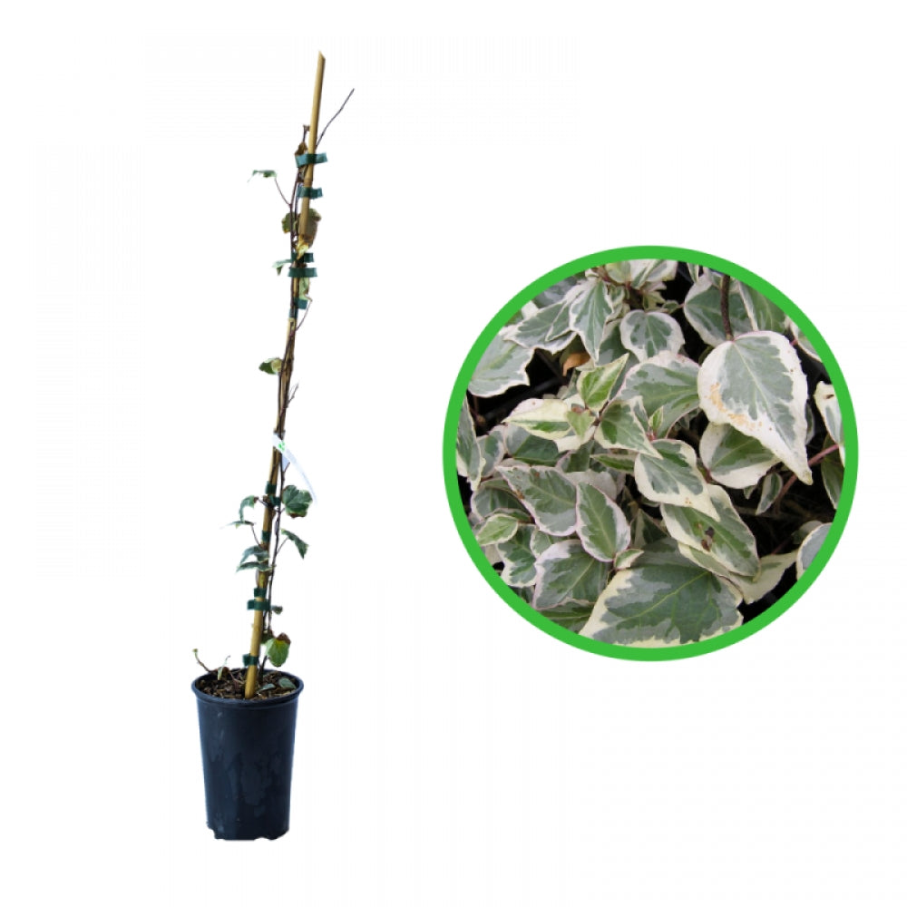 Iedera Diamant, Hedera Helix Little Diamond