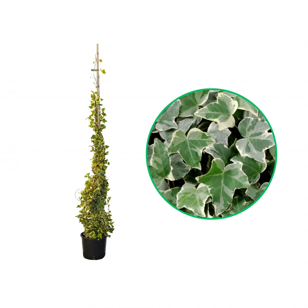 Iedera Englezeasca Bicolora, Hedera Helix Glacier